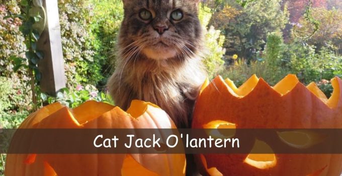 cat jack o'lantern