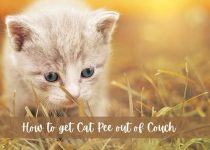 how to get cat pee out of couch