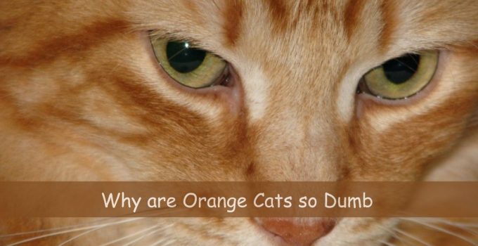 Why are Orange Cats so Dumb