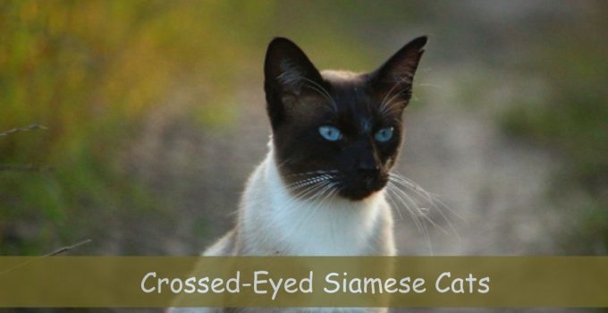 crossed eyed siamese cat