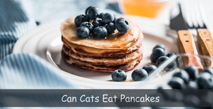 can cats eat pancakes