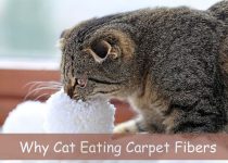 Why Cat Eating Carpet Fibers