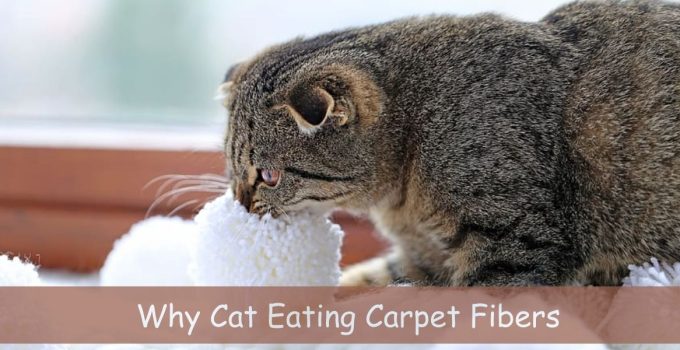 Why Cat Eating Carpet Fibers