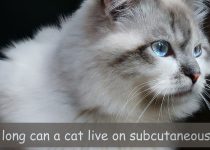 how long can a cat live on subcutaneous fluids