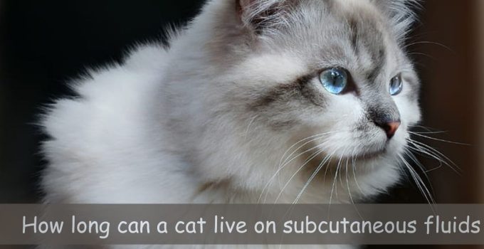 how long can a cat live on subcutaneous fluids